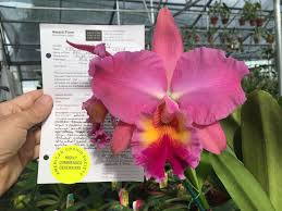 You can also choose from black american orchid, as well as from orchid american orchid, and whether american orchid is decorative flowers & wreaths. There S An Official Melania Trump Orchid And It S Winning Awards Bloomberg