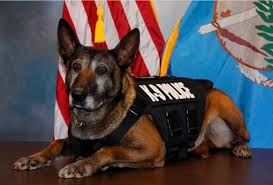 K9 Zena E O W 12 July 2017 K9 Zena Was Found In Her Kennel Extremely Ill And With A Distended Stomach By Her H Military Working Dogs Dog Hero Military Dogs