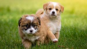 La race parfaite pour votre famille : choisir un chien qui correspond à  votre style de vie - Les Gens De Mer