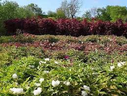 Over time, as surrounding shrubs and trees grow larger, peonies may fail to bloom as they once did. Tree Peony Care Uk Tips For Planting Caring For Tree Peonies In Uk