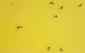 Kleine Mucken Fliegen An Der Wand Insekten