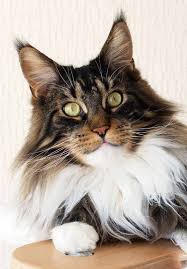 Female maine coons are a bit smaller at around 10 15 pounds. Pin On Pet