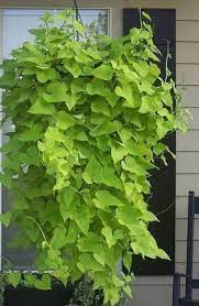 Courtyard Containers Uf1 Uf2 Uc1 Uc4 Summer 2017 Potato Vine Lime Potato Vine Plant Growing Sweet Potatoes Sweet Potato Plant