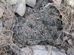 Image result for Loxodera caespitosa