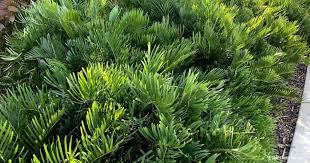 4.2 out of 5 stars 85. Coontie Palm Care Learn Zamia Pumila Growing Tips