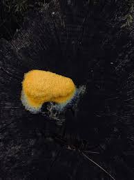 Image result for Pycnoporellus alboluteus