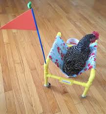 Diy Chicken Wheelchair Chicken Diy Chicken Barn Pet Chickens