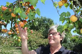 Timing for harvesting apricots (prunus armeniaca) is critical when you want the best flavor. Farm Celebrates Nine Decades Of Apricots Sanbenito Com Hollister San Juan Bautista Ca