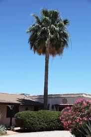 Check spelling or type a new query. Time To Trim Your Mexican Fan Palms June 15 Sonoran Tree Service
