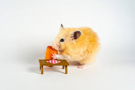How much should my hamster eat? Cute Hamster Eating Carrot On White Background Stock Photo Adobe Stock