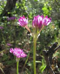 Image result for Alliaceae