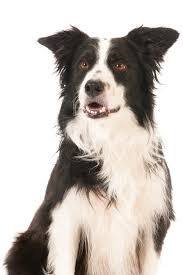 As with all investments, puppy boot camp will pay many dividends down the road. Best Dog Training In San Diego Ca San Diego Puppy Trainers