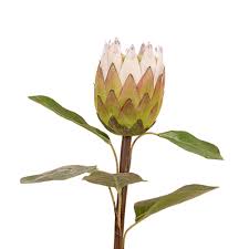 Image result for Protea micans