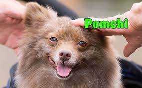 Coat the pomeranian has a soft, fluffy outer coat and long, coarse undercoat. Pomchi Pomeranian Chihuahua Mix Appearance Characteristics Price
