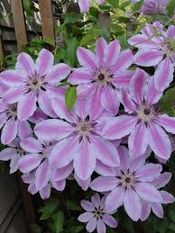 A deciduous vine, this clematis can be used as a cut flower, or use the foliage in your cut flower arrangements. Pin On Clematis