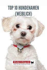 pin auf ratgeber und tipps fur hundehalter