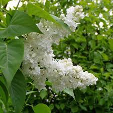 Insektenfreundliche Stauden Graser Und Geholze Fur Den Garten Diese Pflanzen Sind Ein Fest Fur Die Viele Flatternden Und Bru Wildblumenwiese Pflanzen Stauden