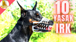 pitbullarin korkulu ruyasi malinois belcika kurdu k9 belgian shepherd youtube