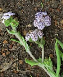 Image result for Denekia