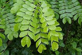 A tropical american tree , widely planted in warm climates as a landscaping. Samanea Saman Wikipedia