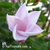 Proponiamo anche piante carnivore, bonsai, alberi da frutto e agrumi, piante aromatiche e gtanto altro ancora. Https Encrypted Tbn0 Gstatic Com Images Q Tbn And9gctmidiwhz9x0pv6545rlirlnkc4lq Futjs9hlwiy4ghxwaqi3v Usqp Cau