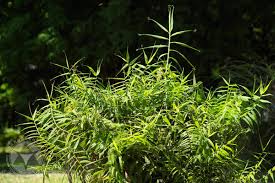 Image result for Flagellaria