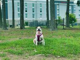 Bathroom storage jars with lids ukc dog. Benson Dog Park