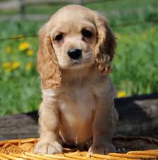 Black And Tan Cocker Spaniel For Sale Near Me Cocker Spaniel Cute Puppies Images Cocker Spaniel Puppies Puppy Images