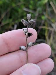 Image result for Buchnera affinis