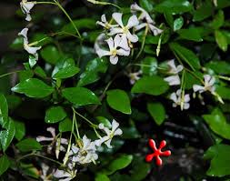 The experts at costa farms share tips for growing this beautiful flowering vine star jasmine is a beautiful flowering vine that offers sweetly fragrant white flowers in late spring and. For Your Garden Trachelospermum Jasminoides Pink Showers Pink Confederate Jasmine At Zone 9 Tropicals
