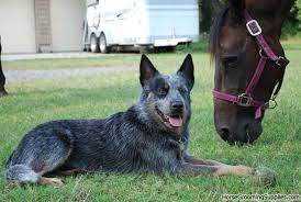 Why Are Australian Cattle Dogs So Dangerous Page 5 Australian Cattle Dog Cattle Dog Cattle