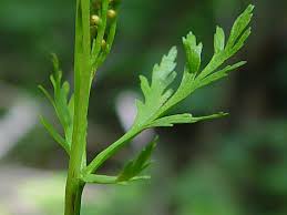 Image result for Ophioglossaceae