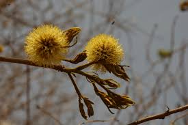 Image result for Xylia torreana