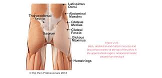It is made up of the two large hip bones in front, and behind are the sacrum and the coccyx. Hip Pain Explained Including Structures Anatomy Of The Hip And Pelvis