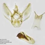 Image result for Eupithecia actaeata