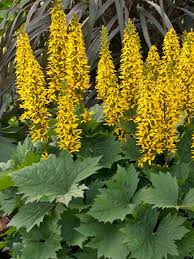 They have yellow or orange composite flower heads with brown or yellow. Ligularia Bottle Rocket Bluestone Perennials