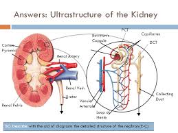 Glomerulus proofreading is one of the last phases of the writing process where you carefully seek out and correct grammatical and typographical errors in your final draft before presenting your work to an aud… Kidney Ultrastructure Assess Prior Knowledge Answers Grade E Gcse Knowledge Excretion Grade C Gcse Knowledge Filter Blood At High Pressure Ppt Download