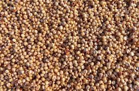 Maybe you would like to learn more about one of these? Sorghum Seed Germination Jowar Period Procedure Agri Farming