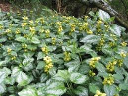 Image result for Lamium galeobdolon