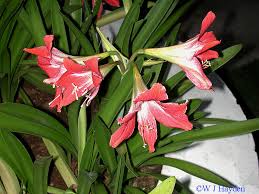 Image result for Hippeastrum puniceum