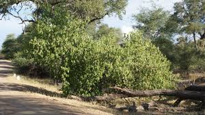 Image result for Croton megalobotrys