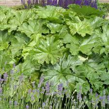 Adding drama in the garden, it performs best in cool summer climates. Darmera Peltata Paddock Plants Buy Online Uk