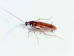 Brown Banded Cockroach Guide Diet Size Bite Eggs Baby Droppings Cockroach Guide