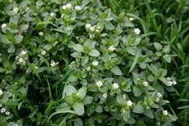 From seed germination to flower blooms to seed. Weeds Identification With Pictures Walter Reeves The Georgia Gardener