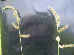 Image result for Echinochloa crus-pavonis