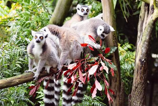 🌱🫐RING-TAILED LEMURS are native to Madagascar, where they feed on a  variety of fruits, leaves, flowers, and occasionally bark or sap. Their  diet changes with the seasons, showing just how adaptable they