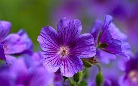 Light purple flowers ❤ 4k hd desktop wallpaper for 4k ultra hd tv. Violet Flower 4k Wallpapers Wallpaper Cave