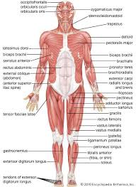 Human Muscular System Anterior View Muscular System