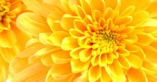 See the almanac's complete list of flower meanings. Bloomiq