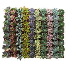 2 In Premium Pastel Succulent Collection Of 100 P100 The Home Depot Succulents Planting Succulents Succulent Landscape Design
